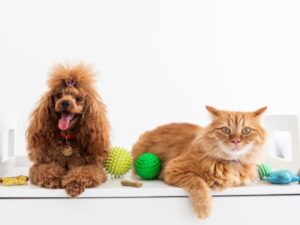 犬・猫の外壁塗装中の過ごし方
